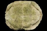 Fossil Tortoise (Stylemys) - Wyoming #143834-2